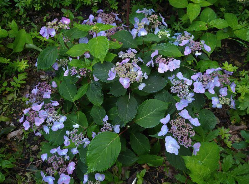 Hydrangea serrata 'Juni'
