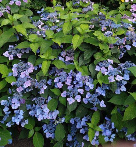 Hydrangea serrata 'Juni'