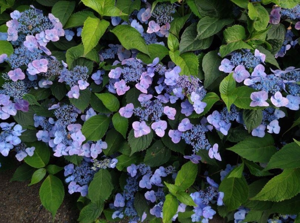 Hydrangea serrata 'Juni'