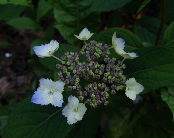 Hydrangea serrata 'Opalis'