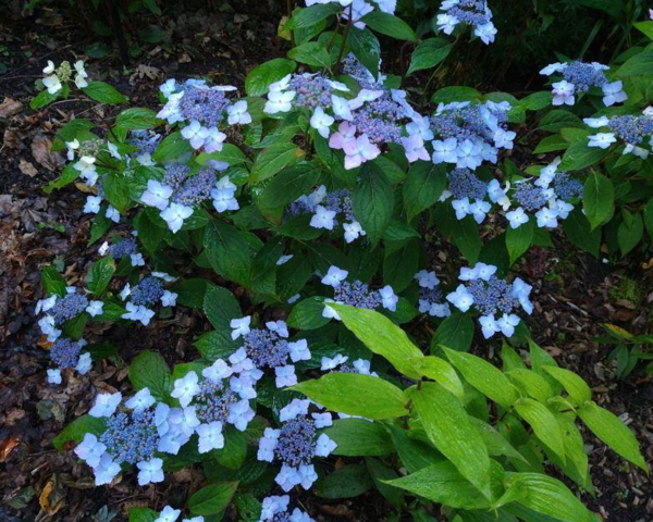 Hydrangea serrata 'Opalis'