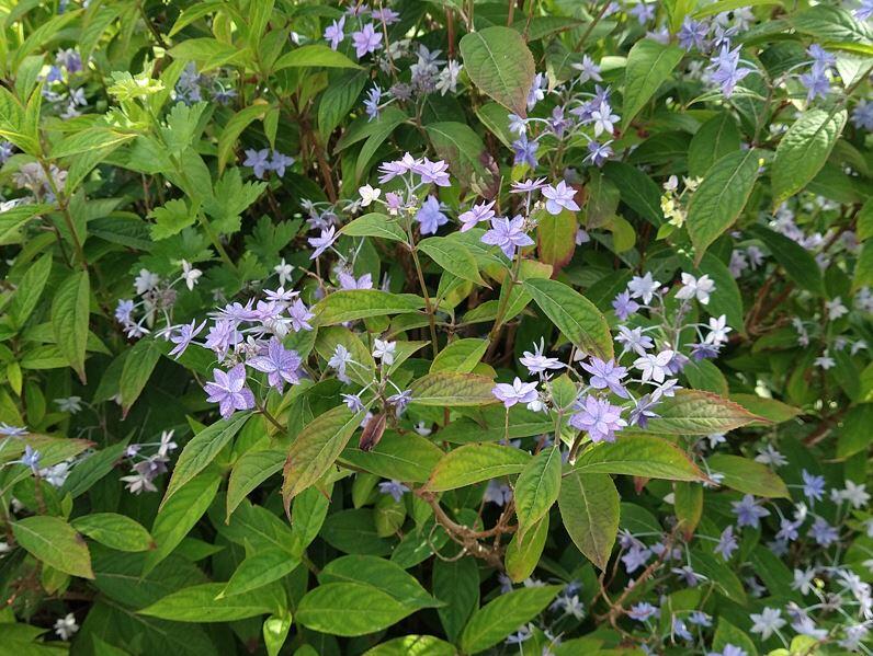 Hydrangea serrata 'Schichidanka'