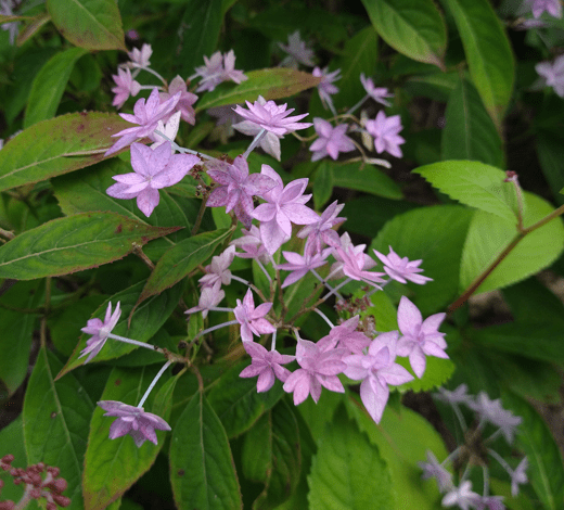 Hydrangea serrata 'Schichidanka'