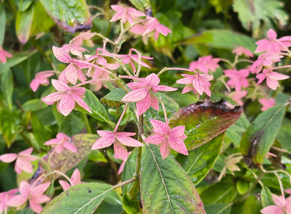 Hydrangea serrata 'Schichidanka' - efterår