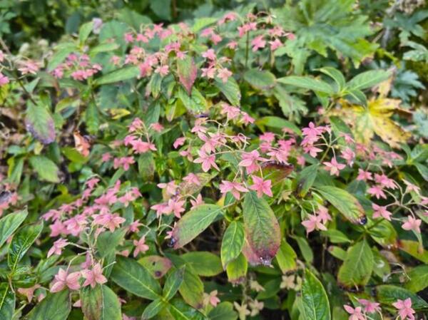 Hydrangea serrata 'Schichidanka' - efterår
