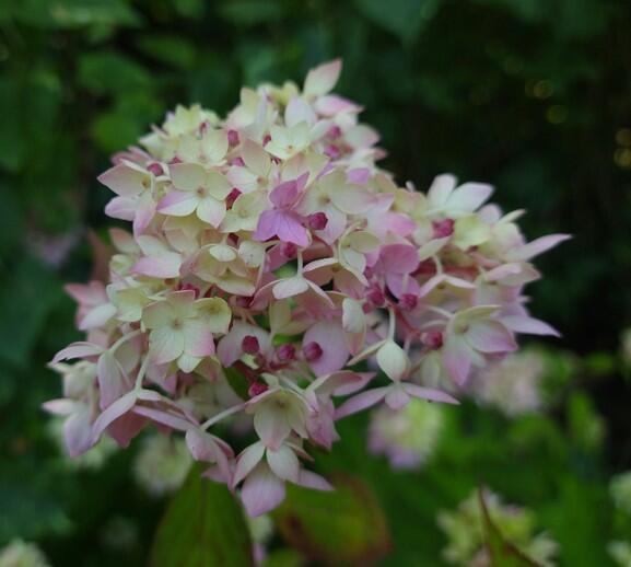 Hydrangea serrata 'Shirobe Temari'