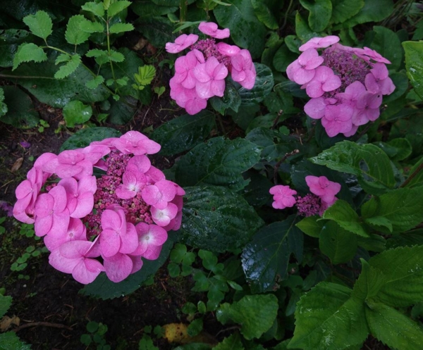 Hydrangea serrata 'Svea'