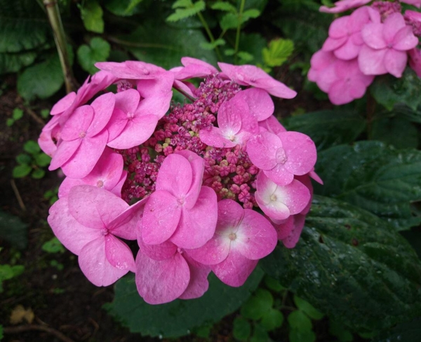 Hydrangea serrata 'Svea'