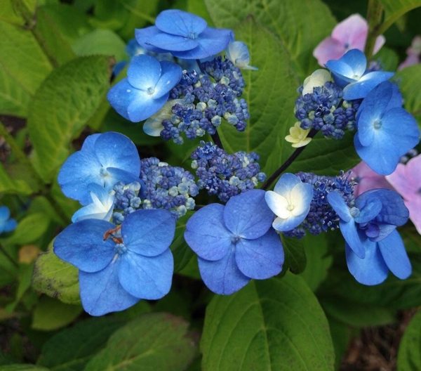 Hydrangea serrata 'Svea'