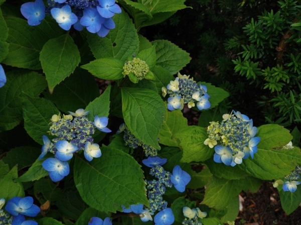 Hydrangea serrata 'Svea'