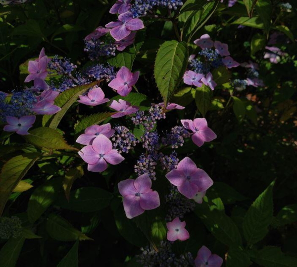 Hydrangea 'Summergate'