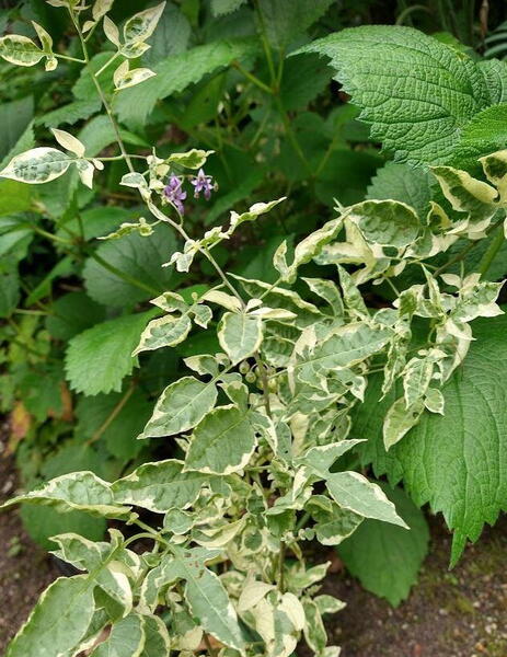 Solanum dulcamara 'Variegata'