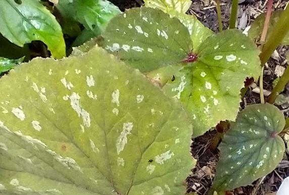 Begonia grandis 'Bells and Whistles'