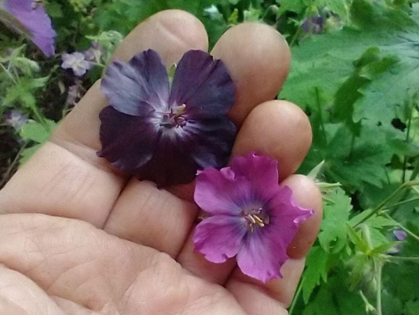 Geranium phaeum 'Chocolate Biscuit