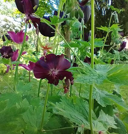 Geranium phaeum 'Chocolate Biscuit'
