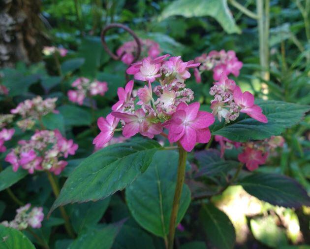 Hydrangea serrata Blue West