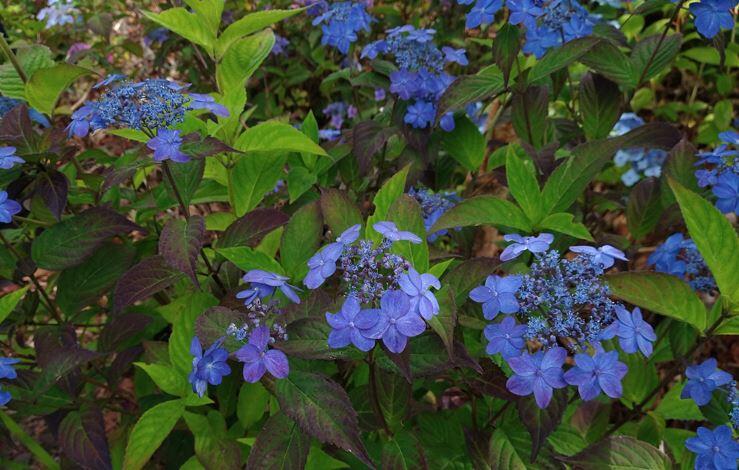 Hydrangea serrata Blue West