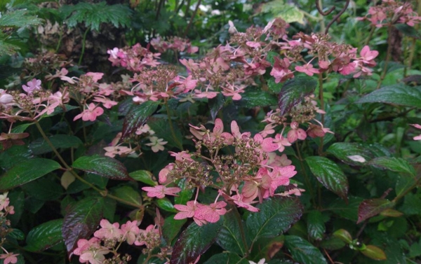 Hydrangea serrata Blue West, afblomstret i efteråret
