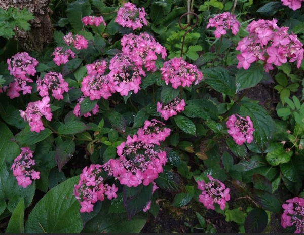 Hydrangea serrata Blue West