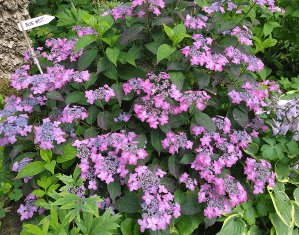Hydrangea serrata Blue West