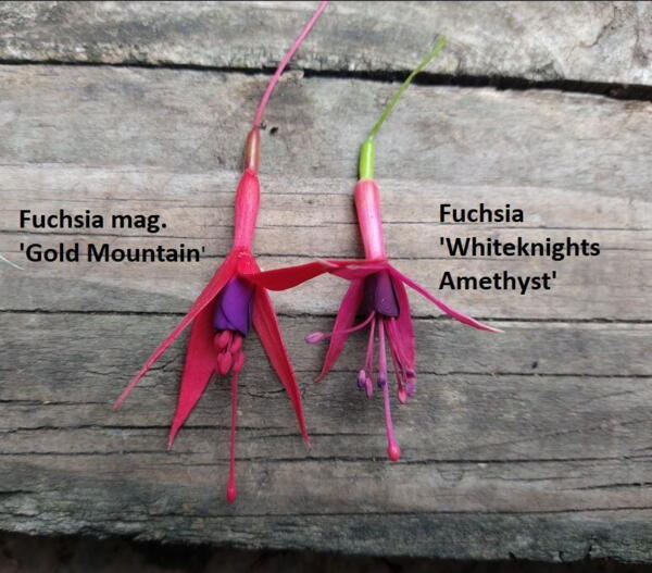 Fuchsia 'Whiteknights Amethyst'