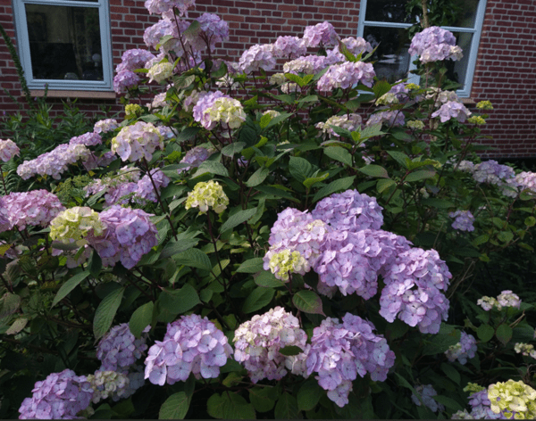 Hydrangea 'Preziosa'