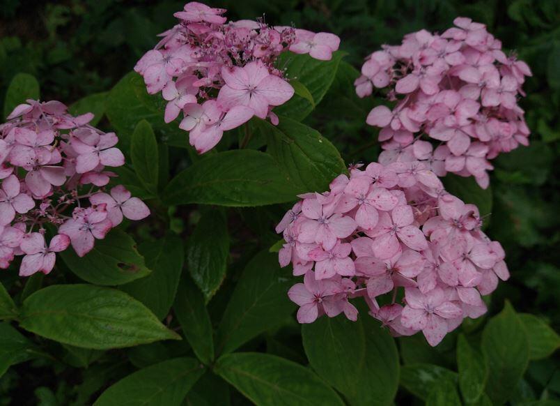 Hydrangea serrata 'Akishino Temari'