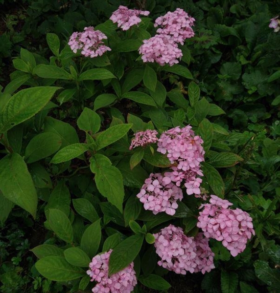 Hydrangea serrata 'Akishino Temari'