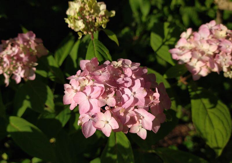 Hydrangea serrata 'Akishino Temari'