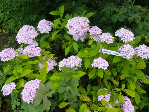Hydrangea serrata 'Akishino Temari'