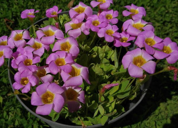 Oxalis depressa