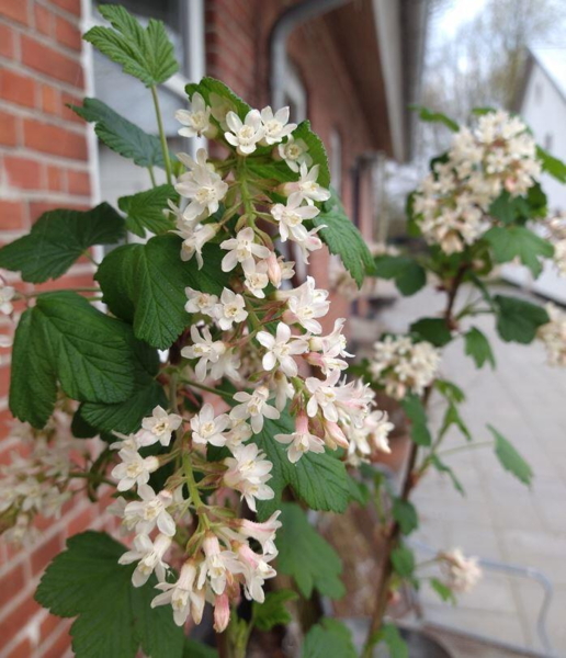 Ribes sanguineum - hvidblomstret