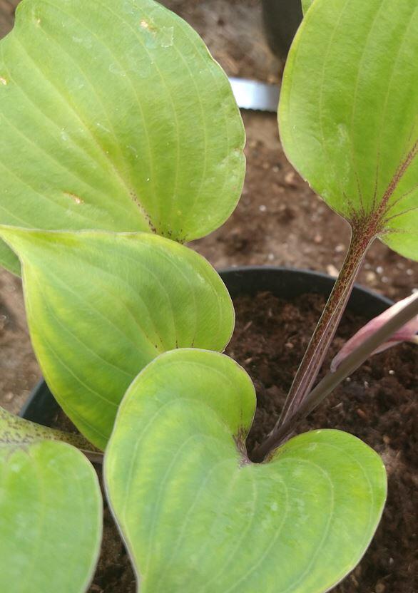 Hosta 'Sugar Plum'