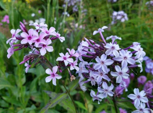 Phlox paniculata 'Ingeborg' til venstre og 'Fliederenzian' til højre