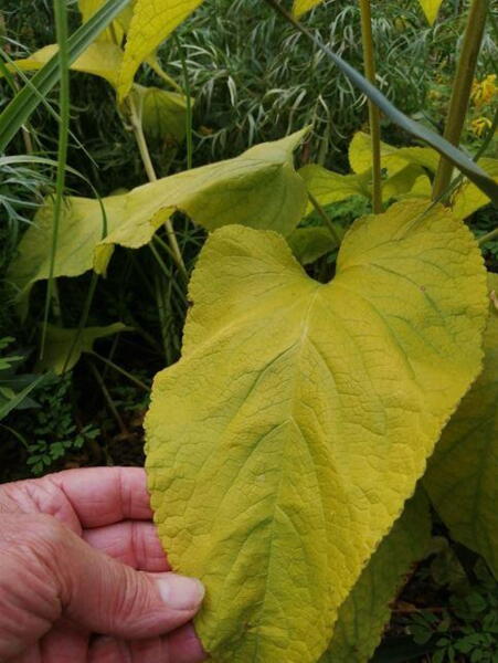 Phlomis russeliana - gult løv