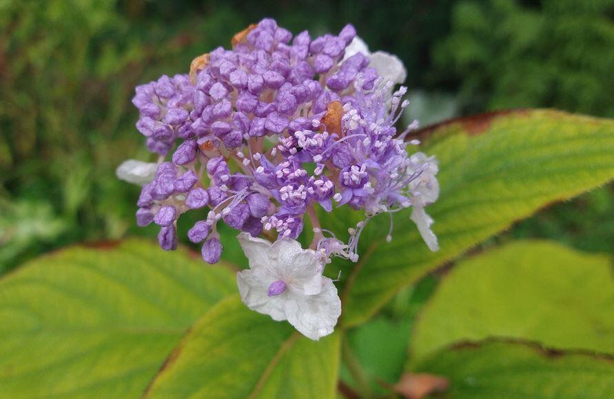 Hydrangea involucrata Hélène'