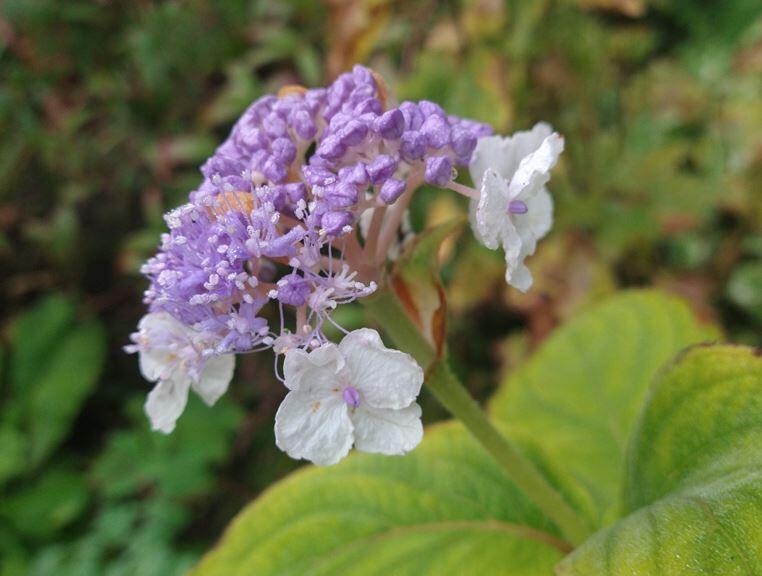Hydrangea involucrata Hélène'
