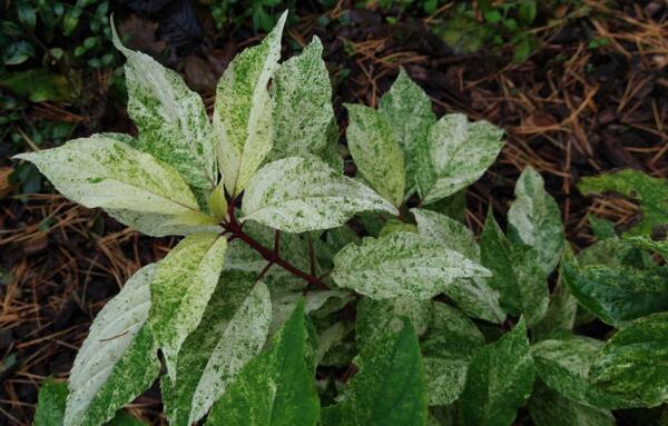 Hydrangea paniculata 'Shikoku Flash'