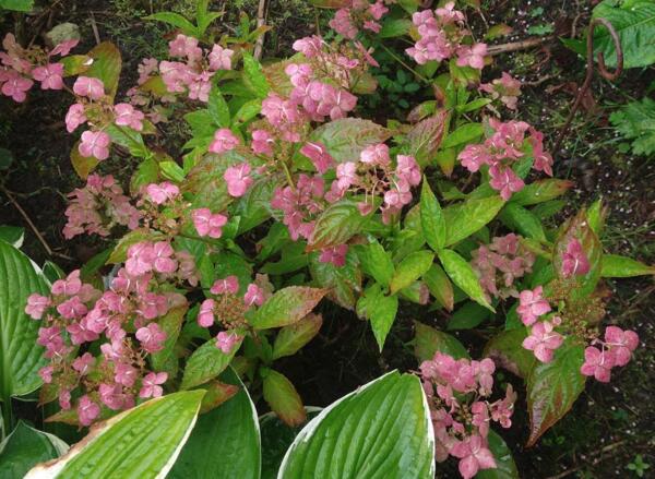 Hydrangea serrata 'Confetti' -  efterår