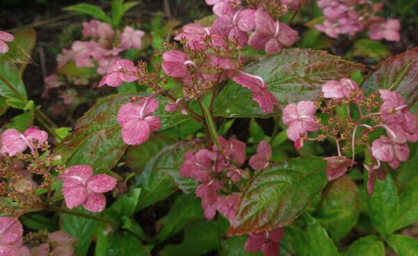 Hydrangea serrata 'Confetti' - efterår
