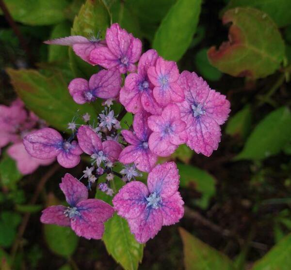 Hydrangea serrata 'Confetti'