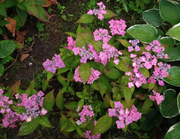 Hydrangea serrata 'Confetti'