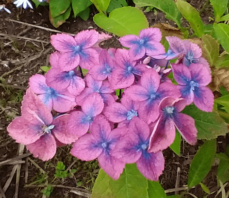 Hydrangea serrata 'Confetti'