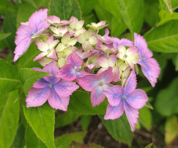Hydrangea serrata 'Confetti'