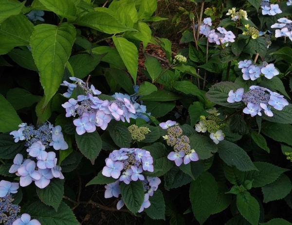 Hydrangea serrata 'Hallacloud'