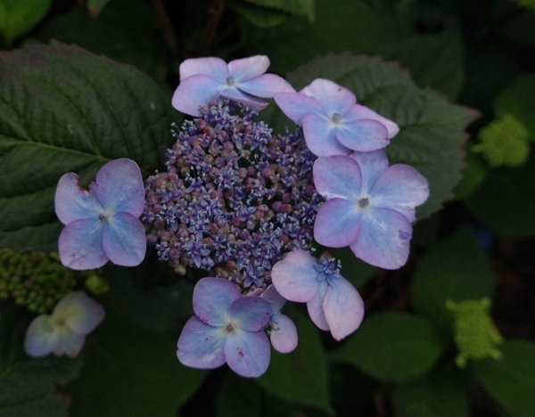Hydrangea serrata 'Hallacloud'