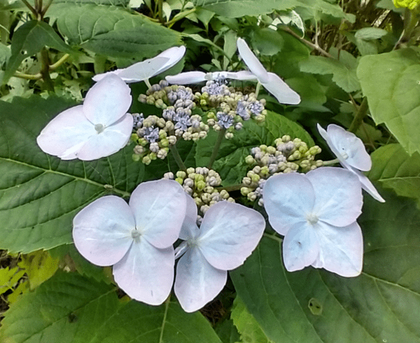Hydrangea serrata 'Hallacloud'
