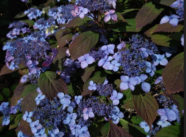 Hydrangea serrata 'Vi-ola'