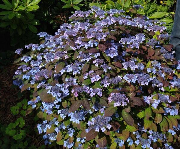 Hydrangea serrata Hallaflame