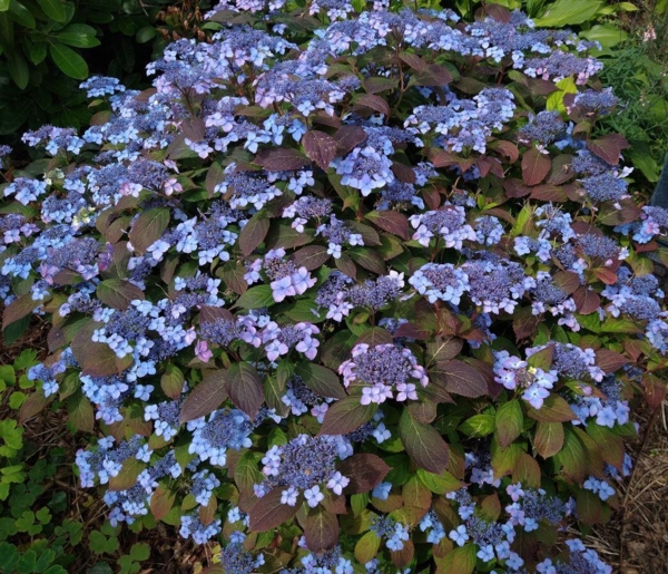 Hydrangea serrata 'Vi-ola'